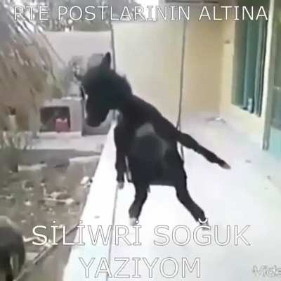 Ulan bu orospu cocukları yüzünden ağzımızı açamıyoruz. Bunları bulup götten sikmek lazım