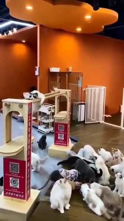 Cats gym