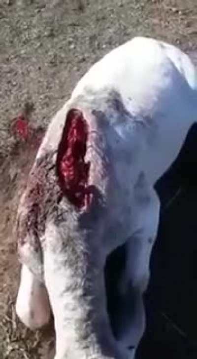 Cow that was partially eaten by a Jaguar