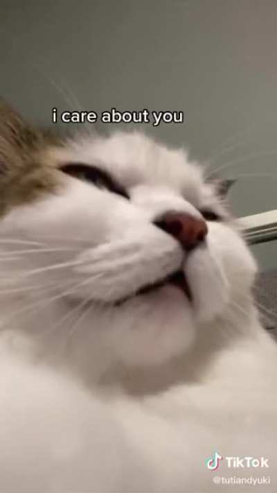 Kitty with a message for you