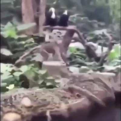 🐵