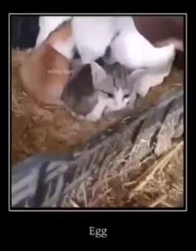 egg rule
