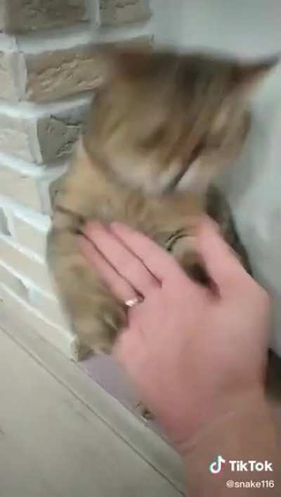 Kung Fu Kitty
