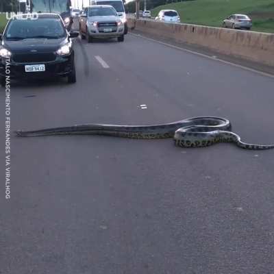 🔥 Massive Anaconda crossing the highway in Brazil.