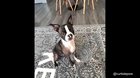Just playing a little game of fetch.