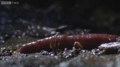 Kinabalu leech devours worm