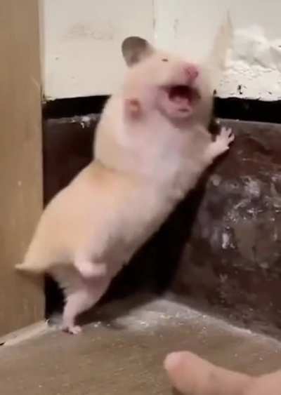 The Mouse Is Very Afraid :)