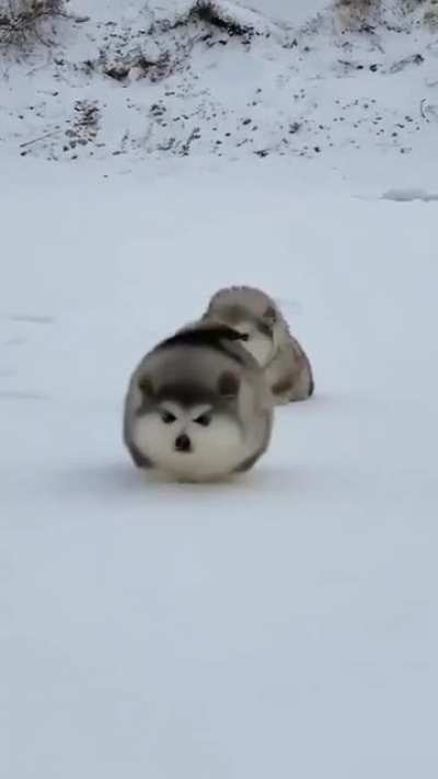 Potato puppies!