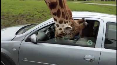 No giraffe was harmed in the making of this video.