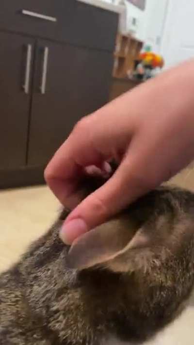 Mary is a very polite fetch player. She always brings her mousie right back for the next round. Very considerate.