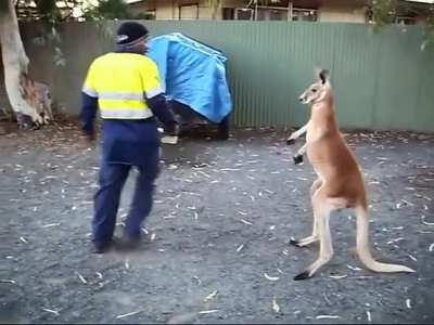 In Australia, every morning workers fight Kangaroos to get to work.
