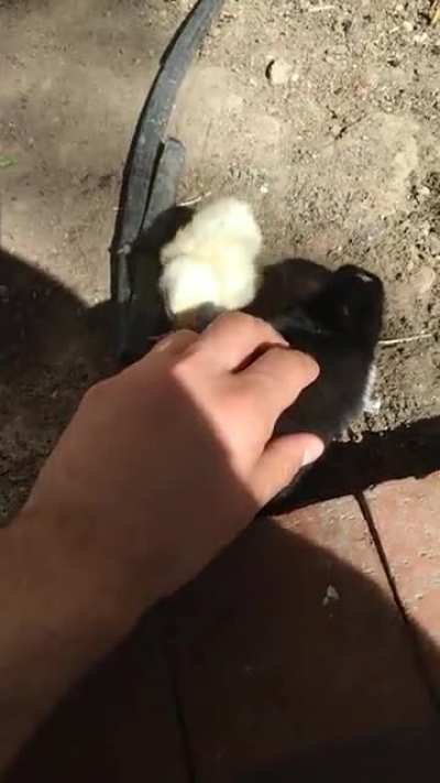 Vicdan azabı çekiyorum. Dün bu tavşanı sevdim, ilgilendim. Daha sonra videoyu izlerken farkettim ki civciv de ilgi görmek istiyormuş. Heyecanla yanıma yaklaşmış ama ben farketmemisim. Yüzündeki hayal kırıklığına bakın... Sevilmeme , ilgi görmeme çok acı l