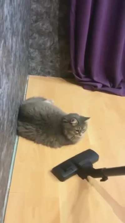 Страш<wbr>ный кошачий сон