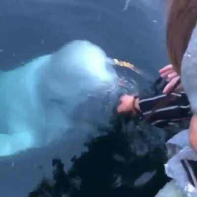 🔥 Beluga whale saves an iPhone from the sea in Norway