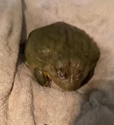 He eats hopper.