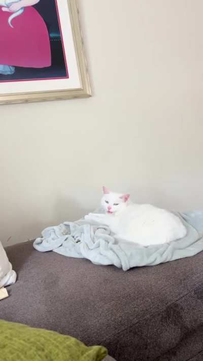 Squeaky cat!