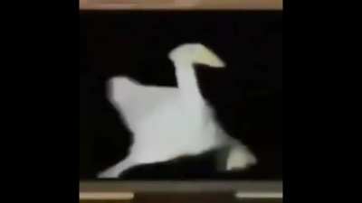 Syrian Ducc (OC)