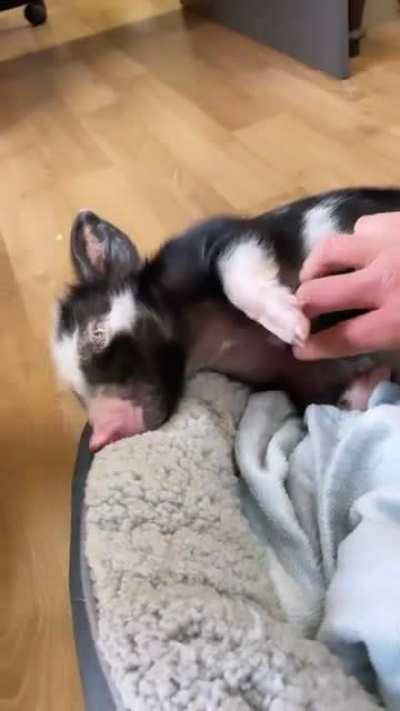 Sound on to hear Calvin Swine’s adorable little grunts of happiness (Edgar’s Mission in Australia)