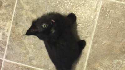 This was the first time Mr Baby meowed louder than a tiny whisper