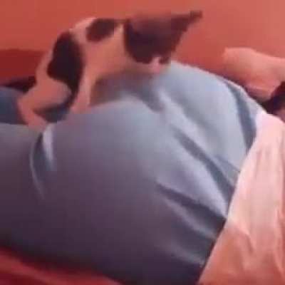 Gata pervertido