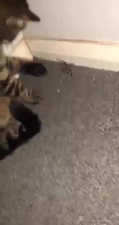 Kill it!
