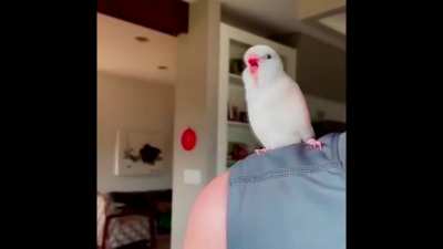 wiggle wiggle