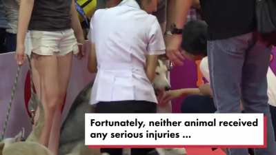 A dog fight breaks out at a dog show... Several handlers struggle to separate the dogs.