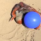Octopus playing with ball