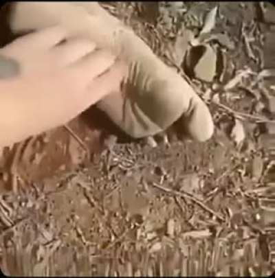 Tickle tickle