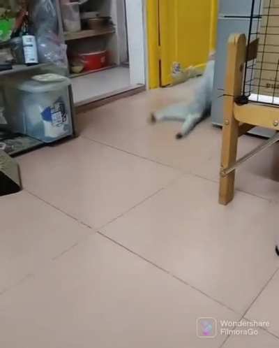 Catch it boy!