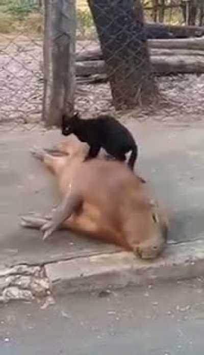 Capybara caretaker