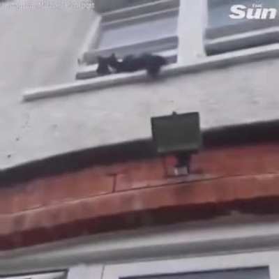 “Yo, there’s a stray cat outside”