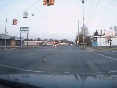 Where this bird decided to land