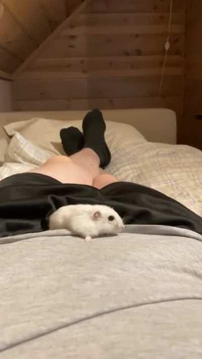 He attack!