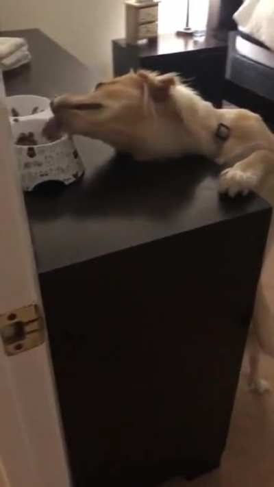 To not get caught eating cat food