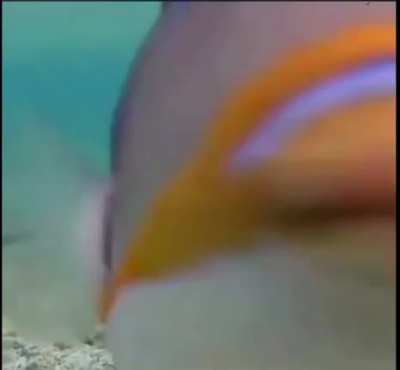 nice fishie 😊😊