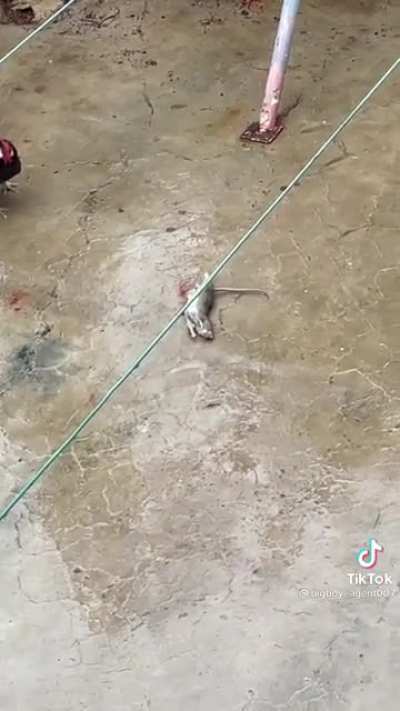 Karate Chicken