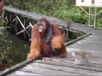 Stealing banana from Orangutan