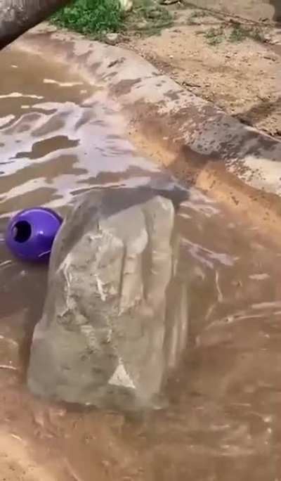 Poor otter has been corrupted by violent videog*ame m*tal g*ar