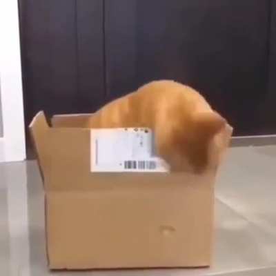 ze cat