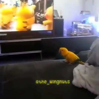 Pika party boy