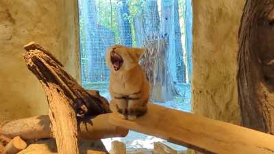 Sand cat yawning