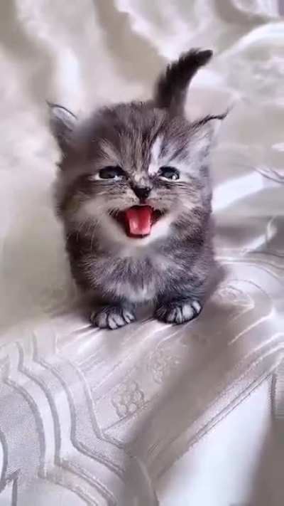 Smol speaking