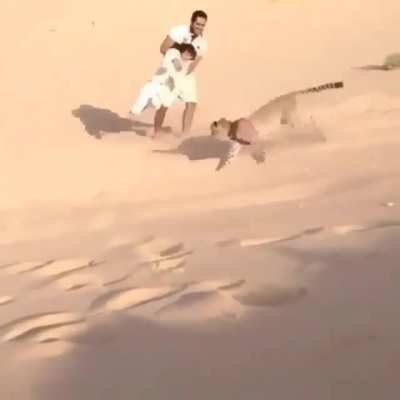 The cheetah shows little aggression toward humans and can be tamed easily, as it has been since antiquity. In ancient Eygpt, the Middle East, and India Cheetahs were often kept as both pets and hunting animals, earning them the nickname 