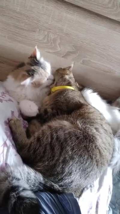 Cat love