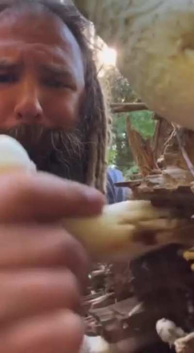 Muh mushroom