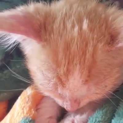 lots of pets after his first claw trim (which he was very brave for, just kneaded too much)