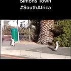 Penguins roaming the streets of Simon's Town due to Lockdown