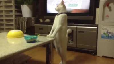 The moment a skinwalker possesses your cat