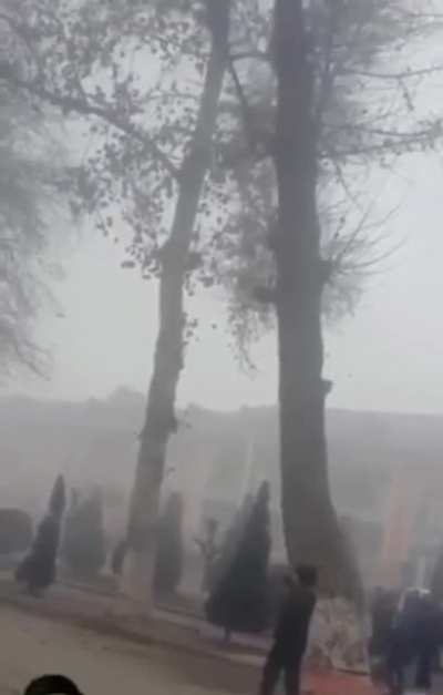 HMFT after - Why are the bottoms of some trees painted white?
